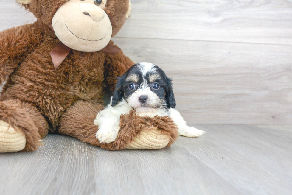 Cavachon Pup Being Cute