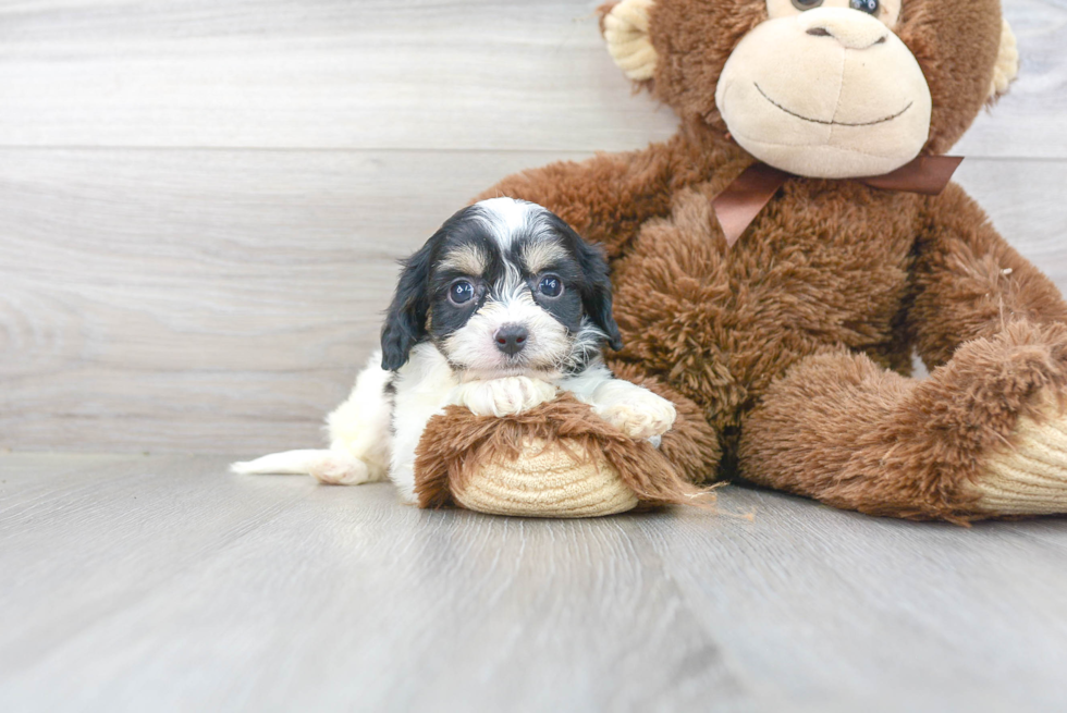 Adorable Cavalier Designer Puppy