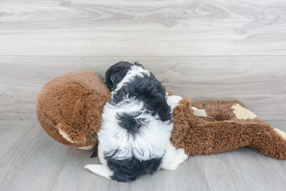 Smart Cavachon Designer Pup