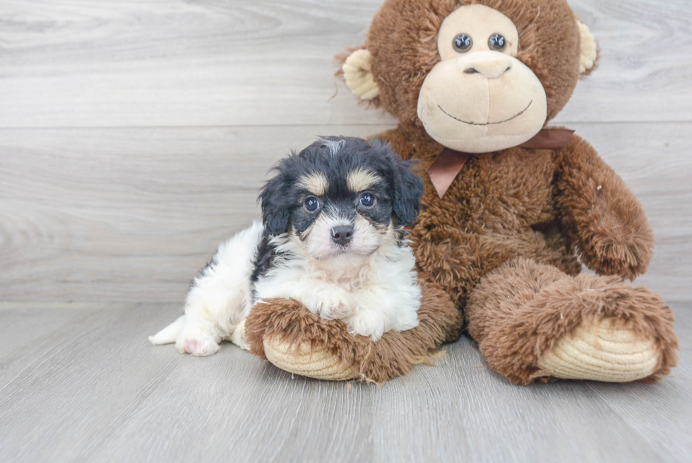 Cavachon Puppy for Adoption
