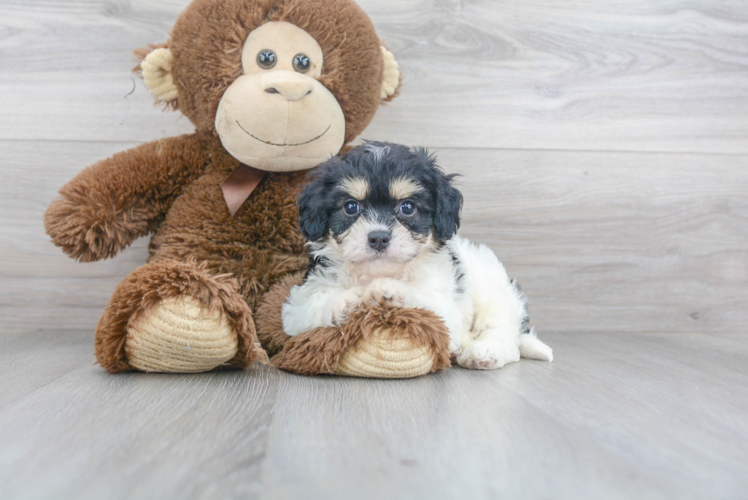 Cavachon Pup Being Cute