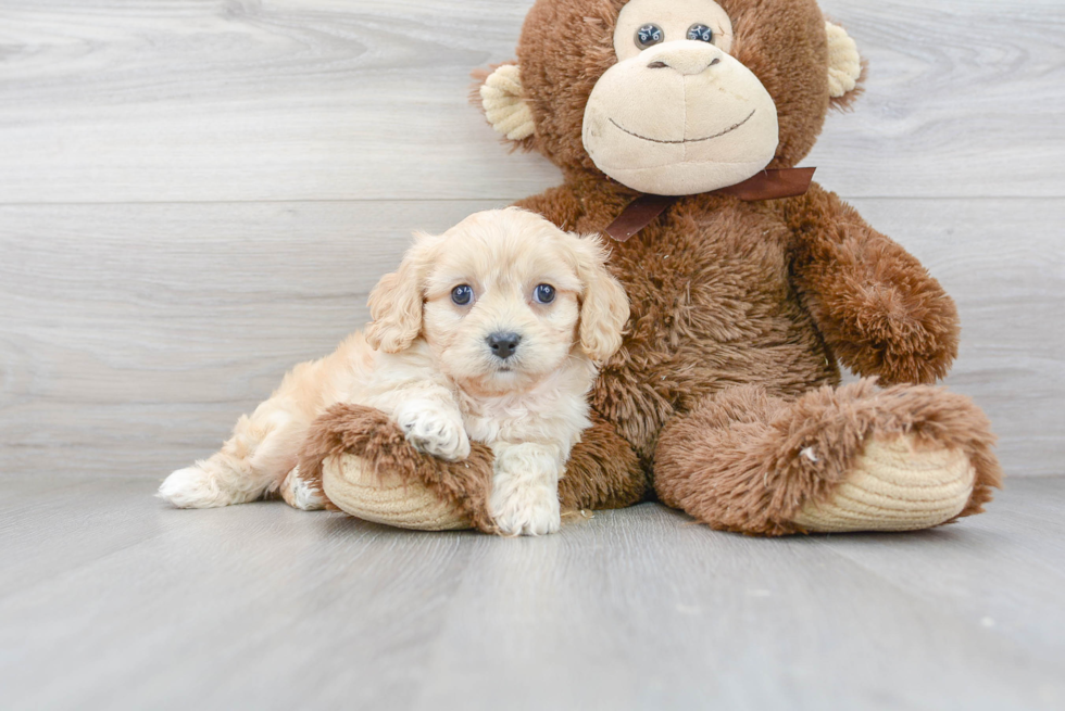 Best Cavachon Baby