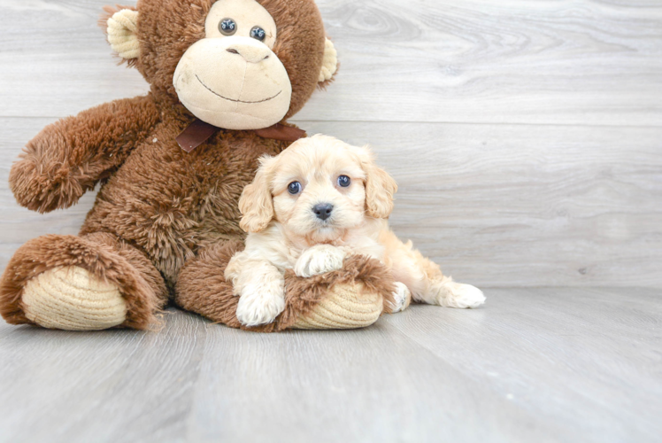 Best Cavachon Baby