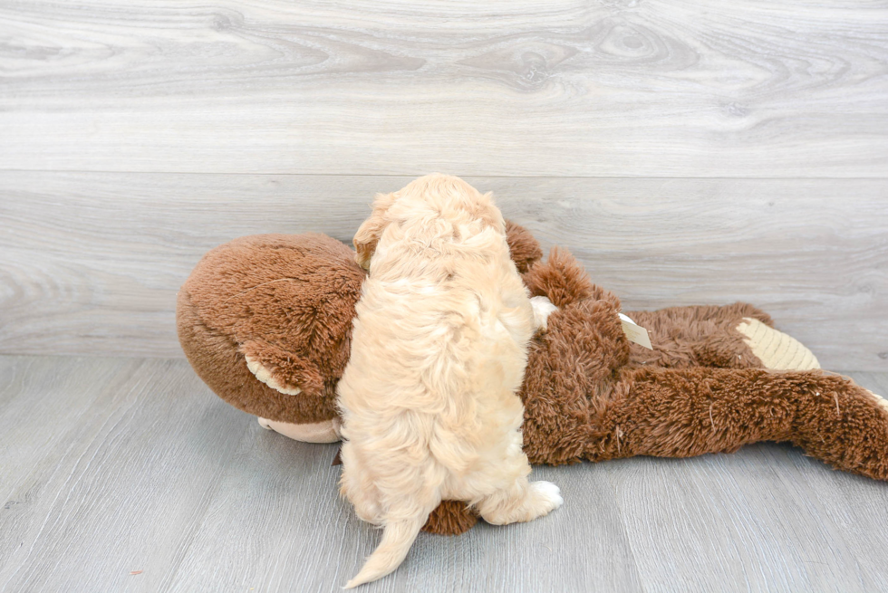 Cute Cavachon Designer Pup