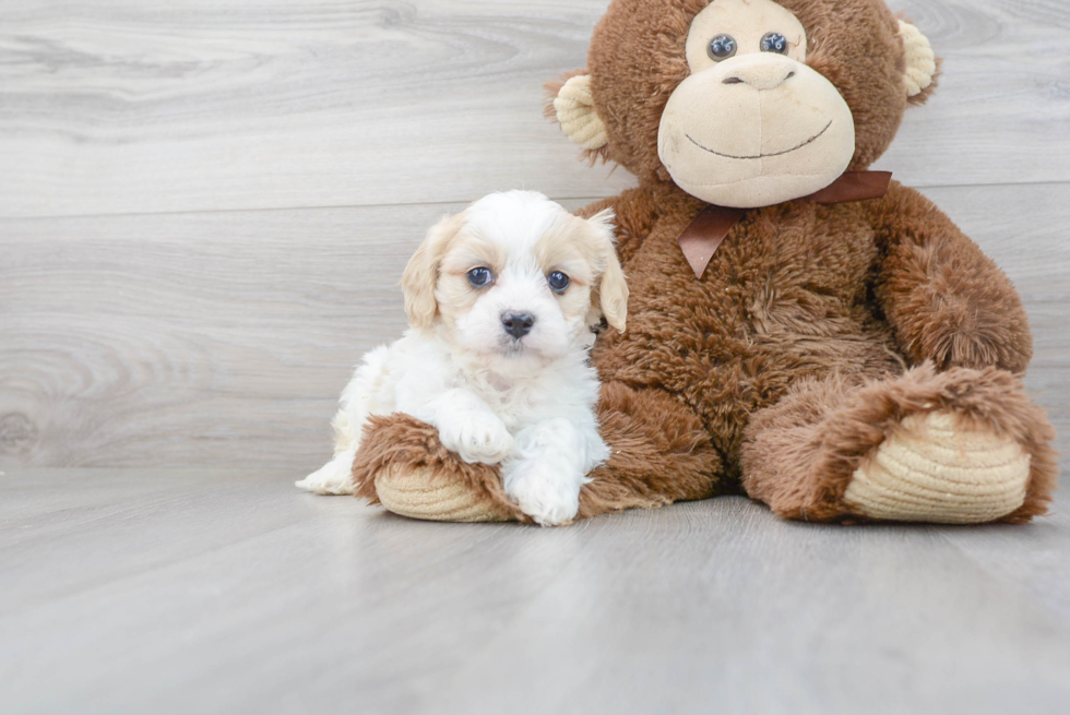 Cavachon Pup Being Cute