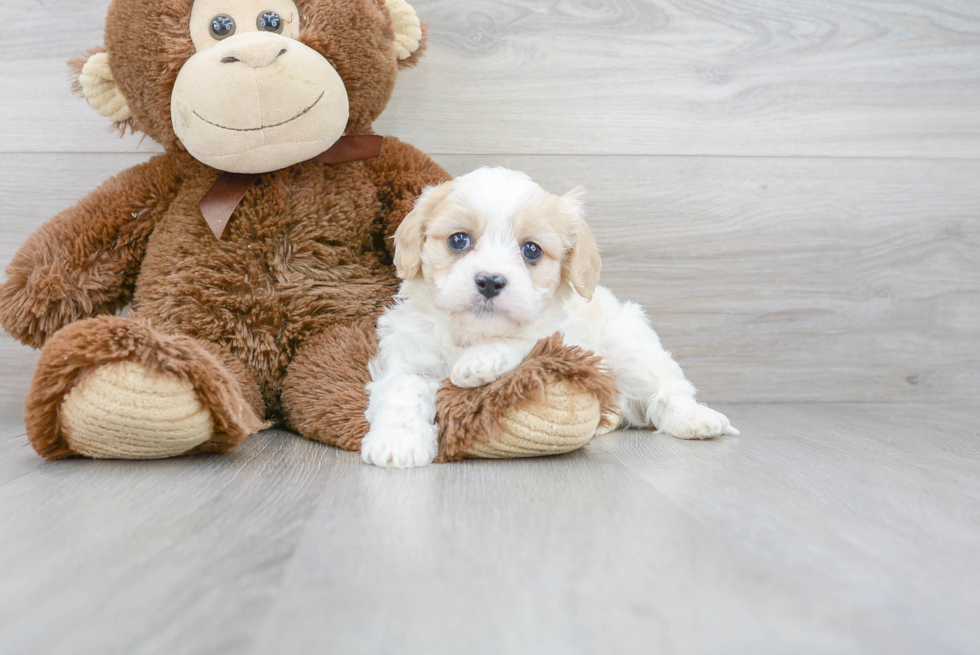 Best Cavachon Baby