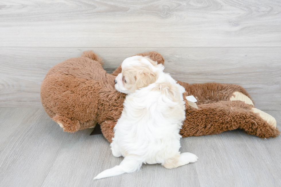 Cavachon Pup Being Cute