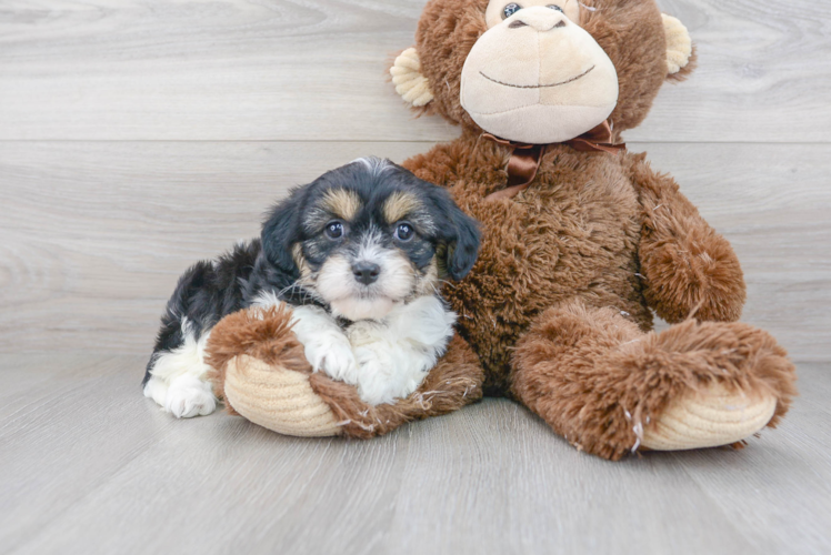 Best Cavachon Baby