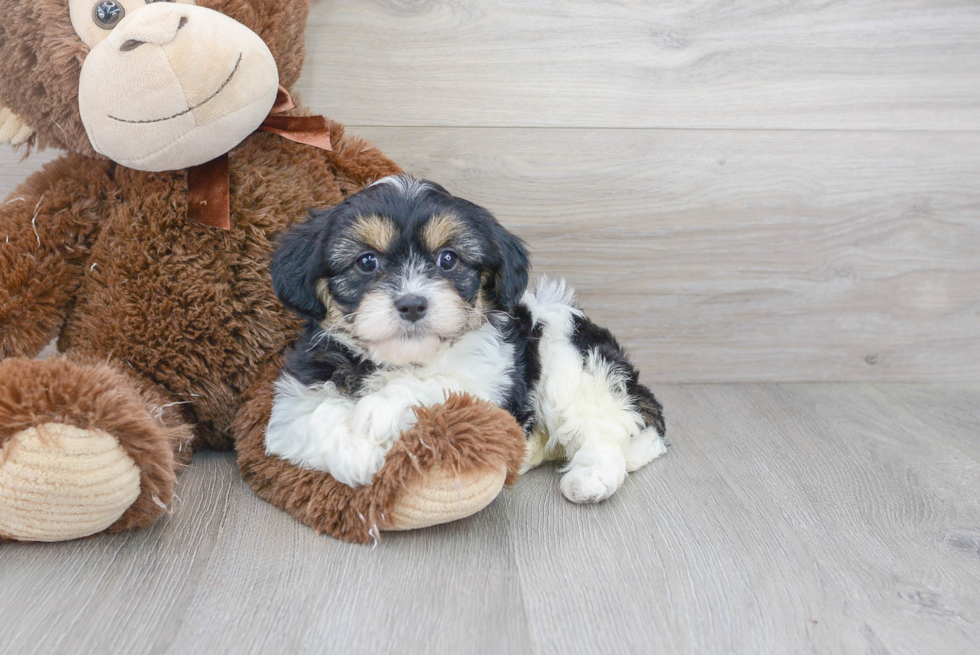 Cavachon Puppy for Adoption