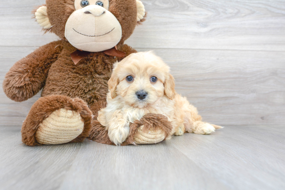 Cavachon Puppy for Adoption