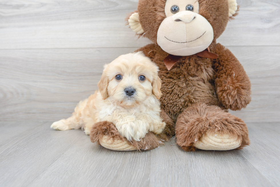 Cute Cavachon Baby