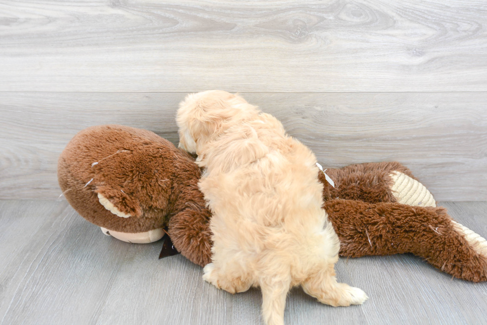 Cavachon Pup Being Cute