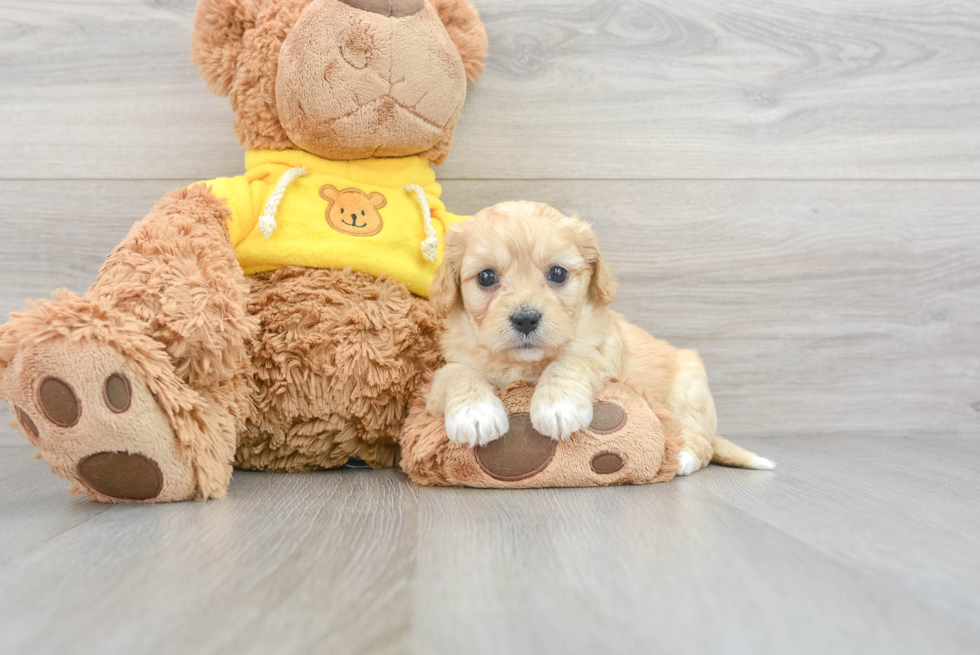 Friendly Cavachon Baby