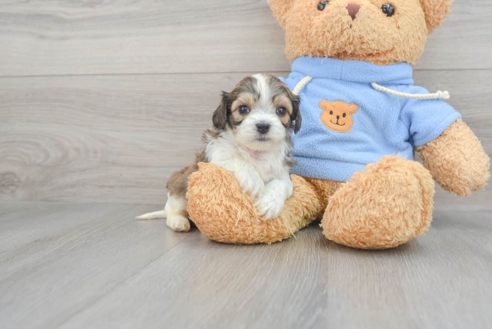 Sweet Cavachon Baby