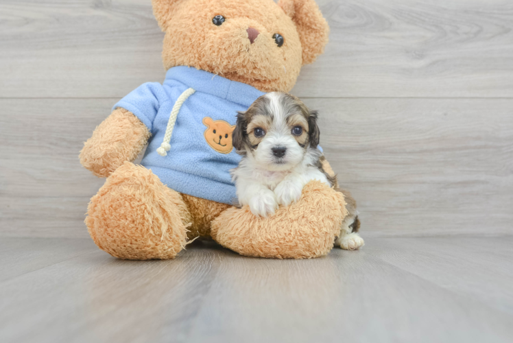 Cavachon Pup Being Cute