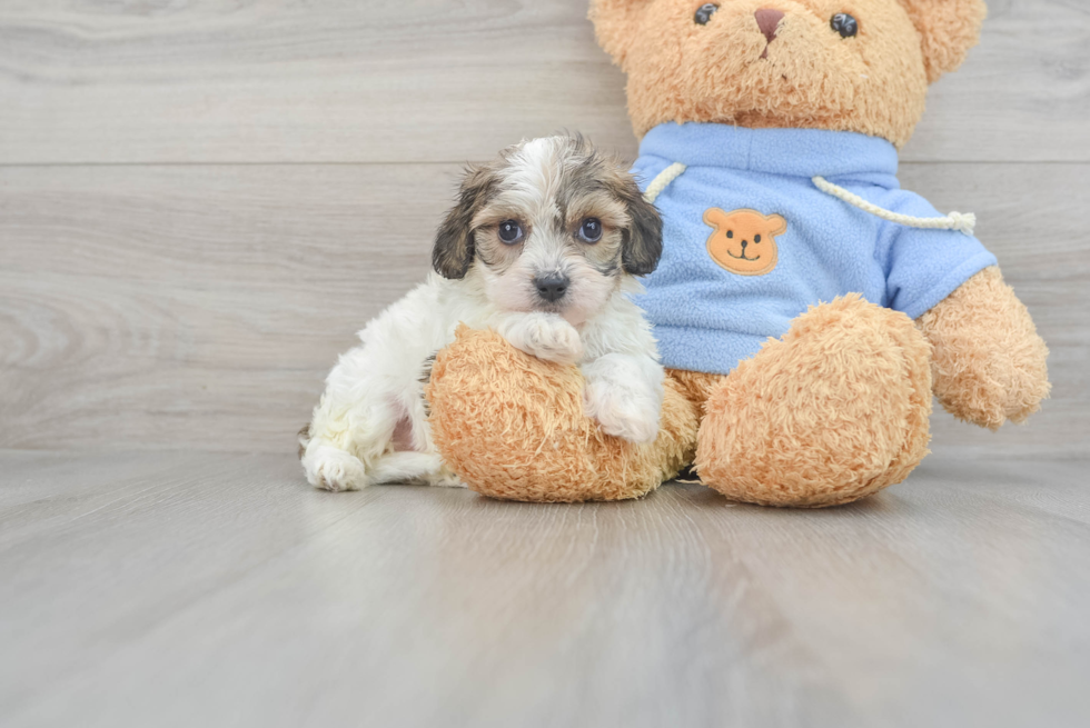 Popular Cavachon Designer Pup