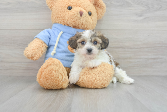 Happy Cavachon Baby