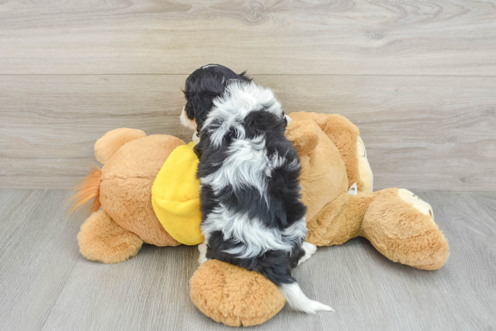 Cavachon Pup Being Cute