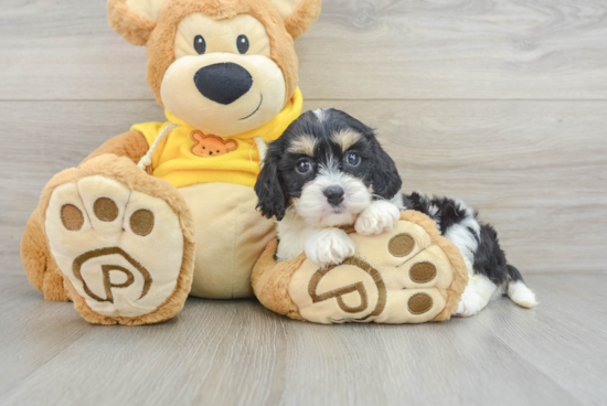 Cavachon Pup Being Cute