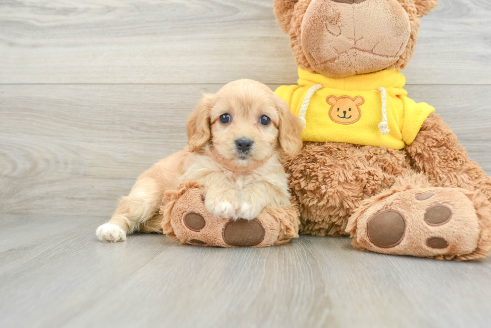 Cavachon Pup Being Cute