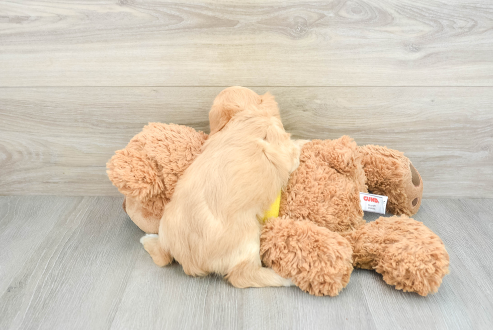 Cavachon Pup Being Cute