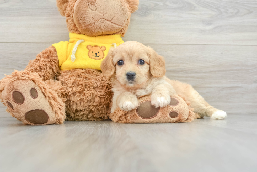 Best Cavachon Baby