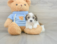 6 week old Cavachon Puppy For Sale - Premier Pups