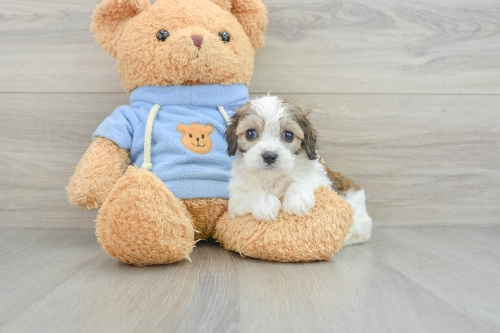 Cavachon Puppy for Adoption