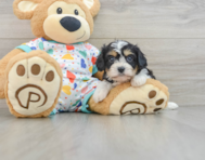 6 week old Cavachon Puppy For Sale - Premier Pups