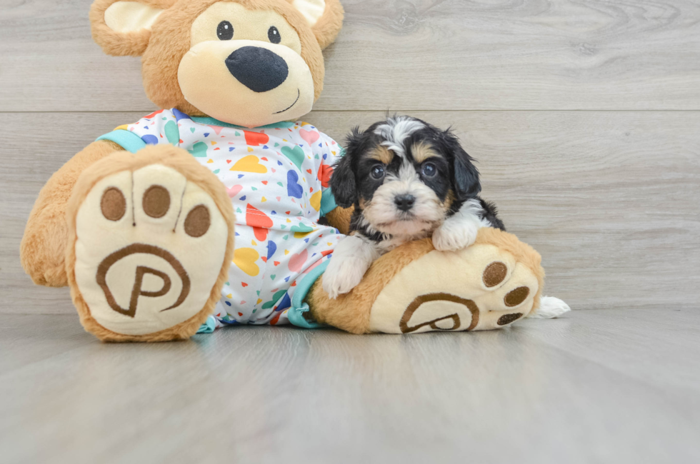 6 week old Cavachon Puppy For Sale - Premier Pups