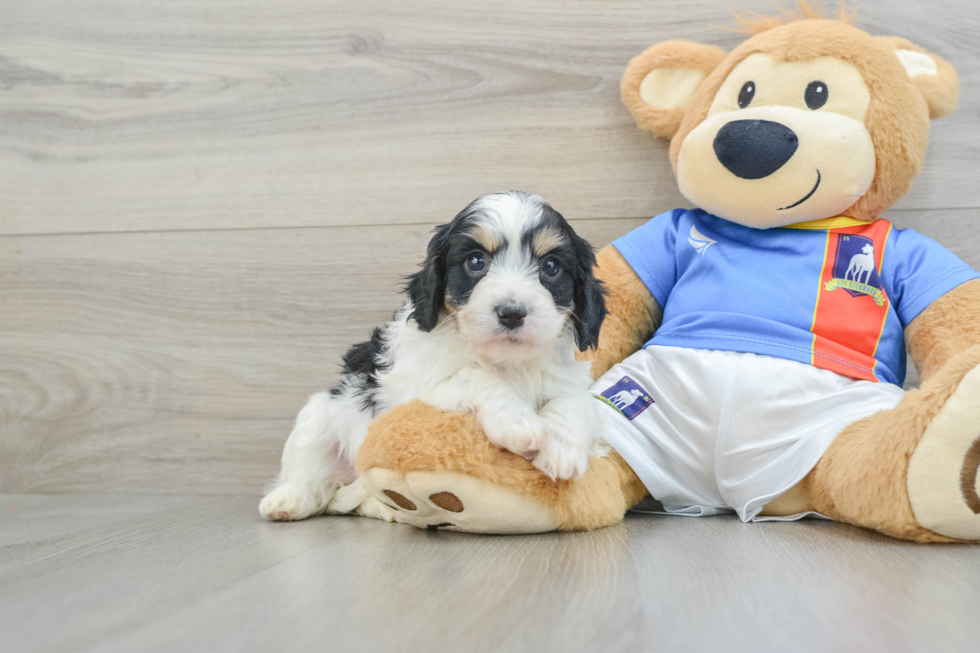 Best Cavachon Baby