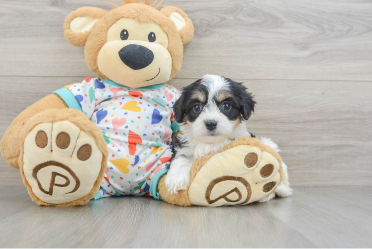 Little Cavalier Bichon Designer Puppy