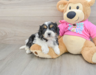5 week old Cavachon Puppy For Sale - Premier Pups