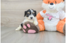 Cavachon Puppy for Adoption