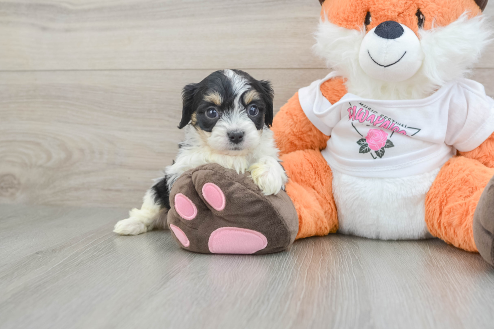 Cavachon Puppy for Adoption