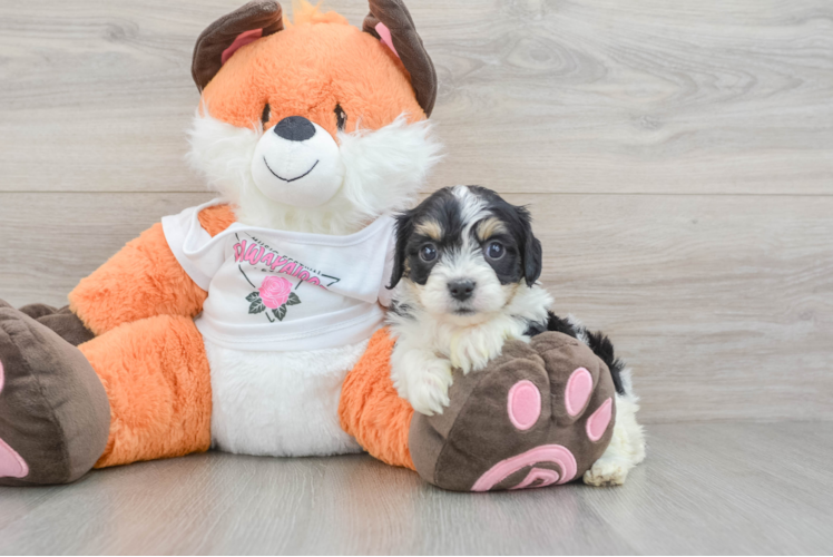 Cavachon Pup Being Cute