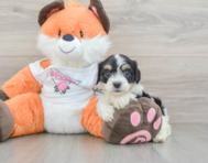 7 week old Cavachon Puppy For Sale - Premier Pups