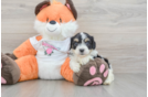 Cavachon Pup Being Cute