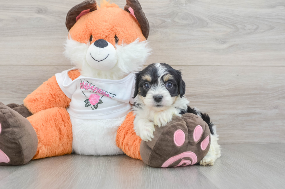5 week old Cavachon Puppy For Sale - Premier Pups