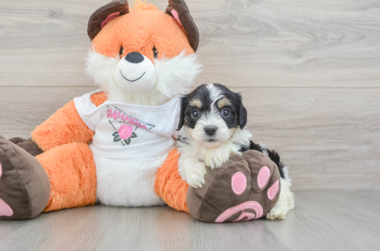 Cavachon Pup Being Cute