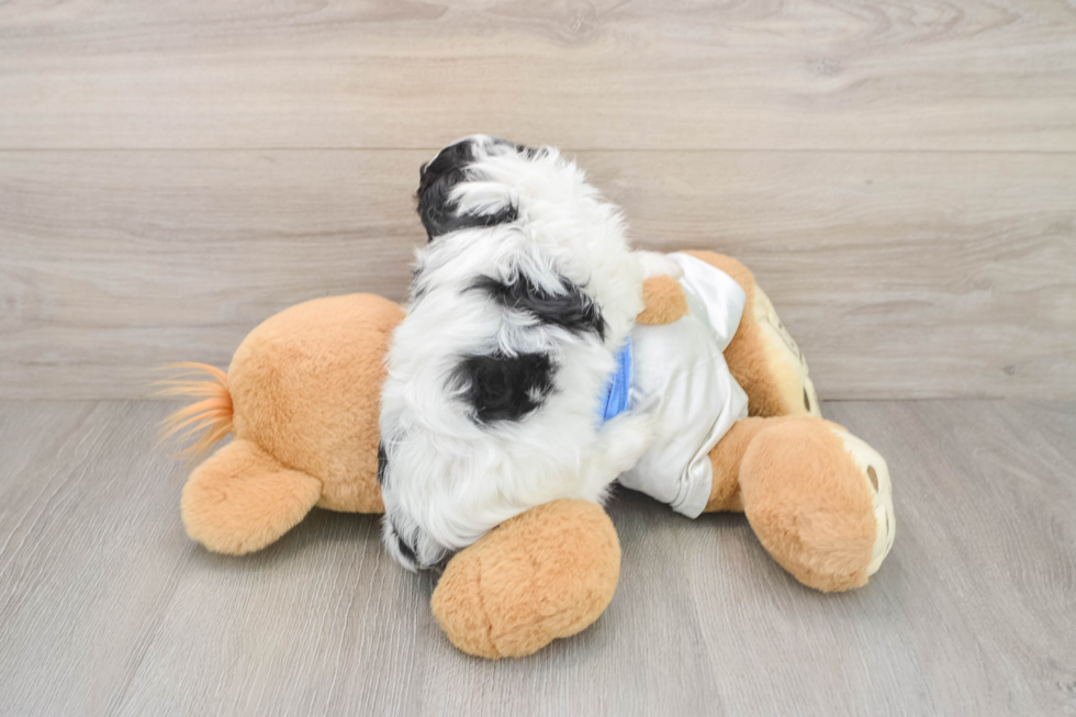 Petite Cavachon Designer Pup