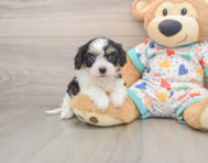 7 week old Cavachon Puppy For Sale - Premier Pups