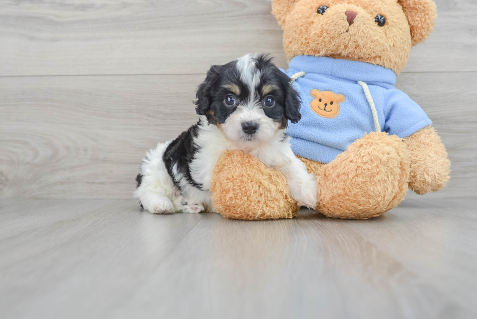 Cavachon Puppy for Adoption