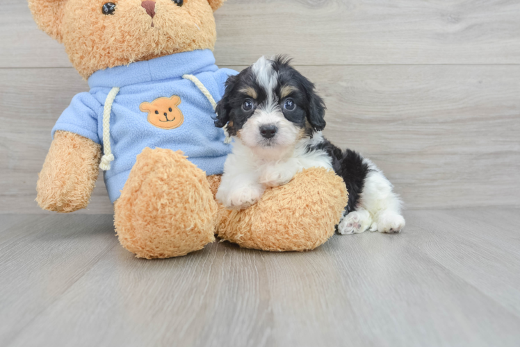 Cavachon Puppy for Adoption