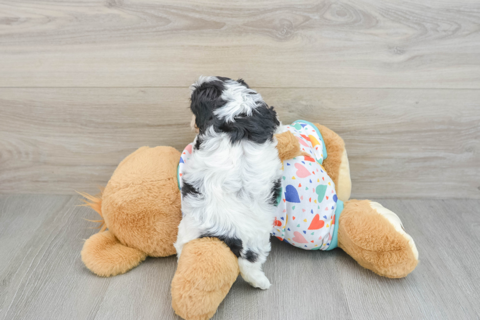 Smart Cavachon Designer Pup