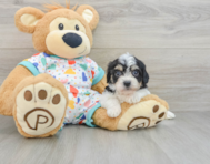 6 week old Cavachon Puppy For Sale - Premier Pups