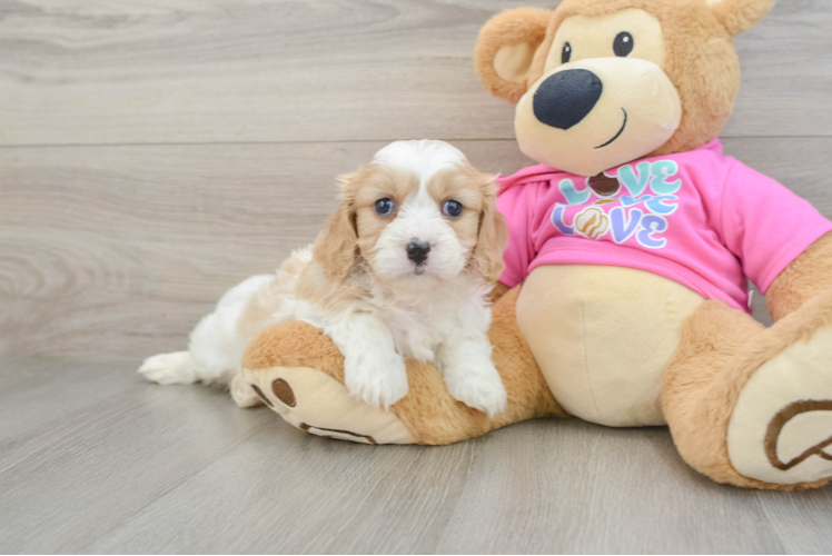 Cavachon Pup Being Cute