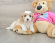 5 week old Cavachon Puppy For Sale - Premier Pups