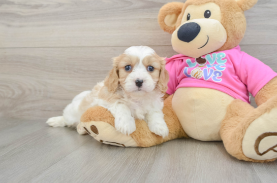 Cavachon Pup Being Cute
