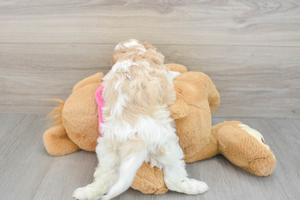 Cavachon Puppy for Adoption
